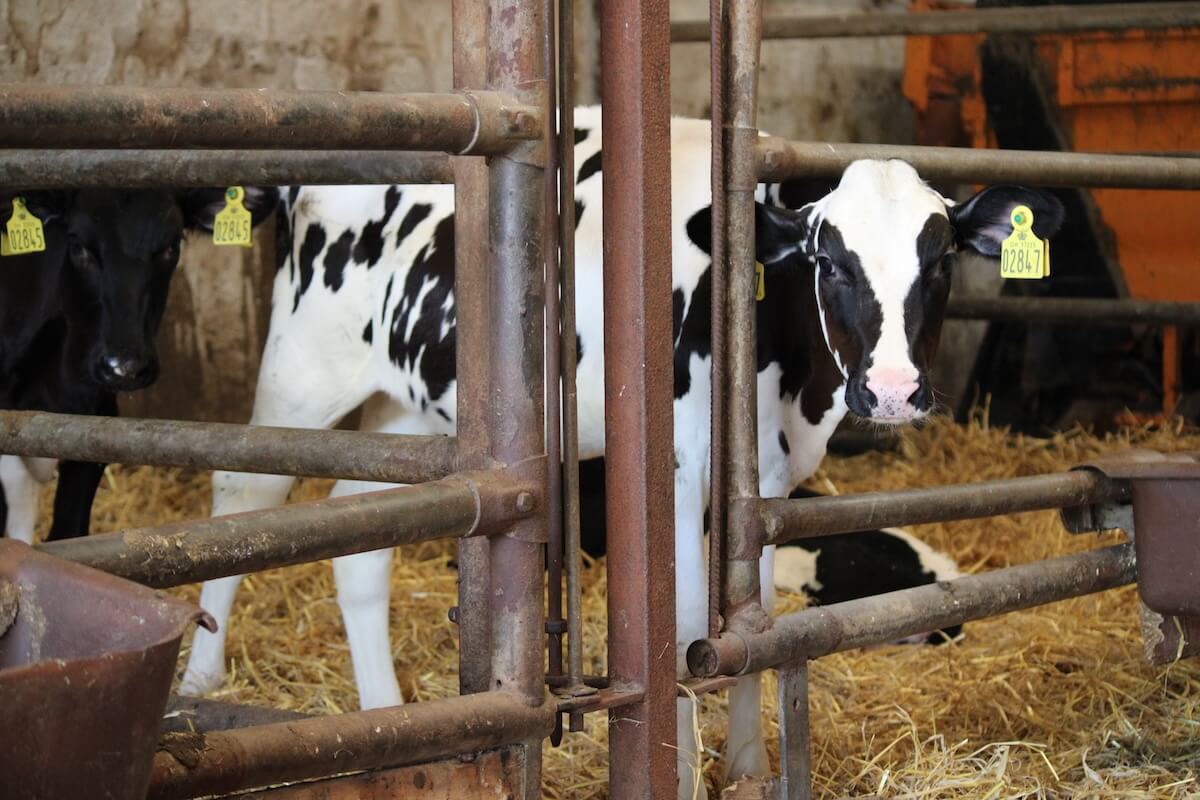 Mælkeproduktion køer